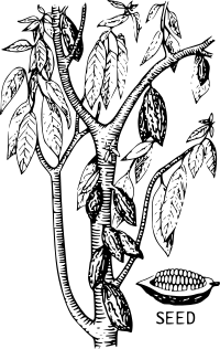 Cacao