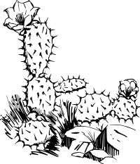 Cactus