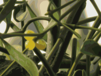 Mistletoe