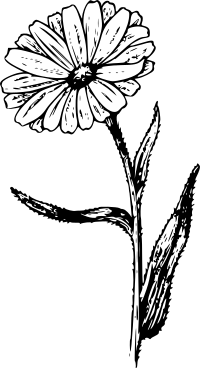 Calendula