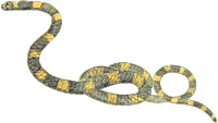 Snake 9
