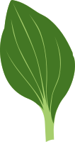 Plantago
