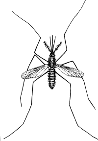 mosquito