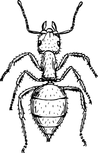 ant