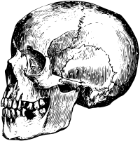 Skull 14