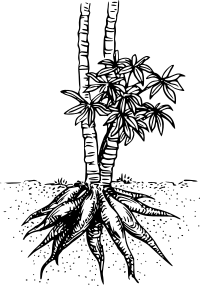 Cassava
