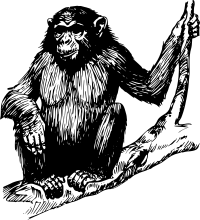 ape 1