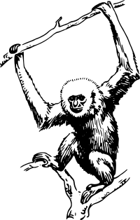 ape 2