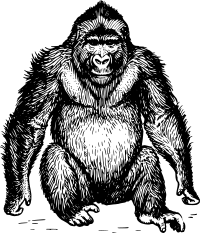ape 3