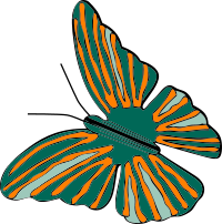 butterfly