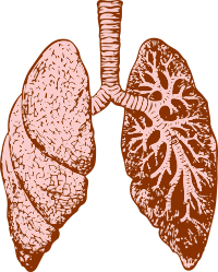 lungs