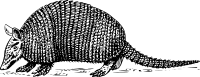 armadillo