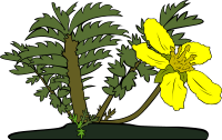 GG Potentilla anserina