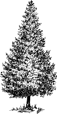 Cedar