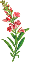 Flower 15