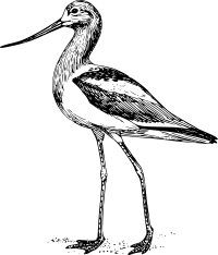 avocet