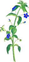 Flower 16