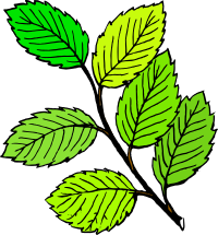 Summer Leaves