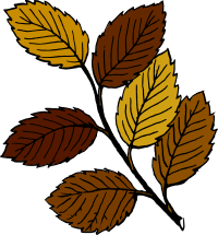 Autumn leaves on branch