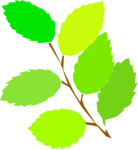 simple spring, new leaves
