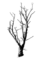 Dead Tree Detailed