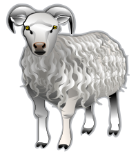 Sheep