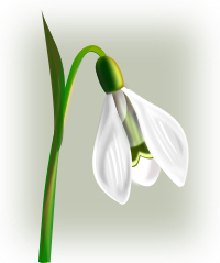 flowers snowdrop