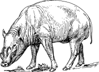 babirusa