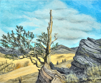 Bristlecone Pine