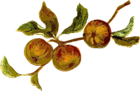 Apples