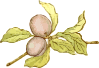 Plums