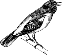 Baltimore oriole