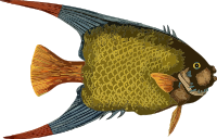 Fish 5