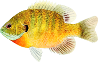 Fish 8