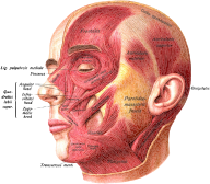 Sobotta's Atlas and Text-book of Human Anatomy 1909 Head Muscles