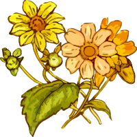 Flower 25