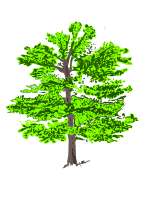tree 1 coloured