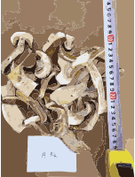Chinese factory directly supply dry mushroom - Porcini, Shiitake, Champignons 2