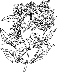 Clovetree