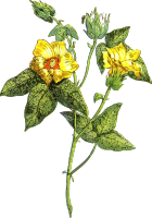 Flower 26