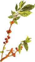 Coffee plant 2