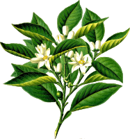 Bitter orange tree (detailed)