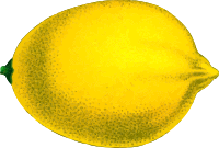 Lemon (detailed)