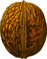 Walnut (detailed)