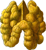 Walnut 2 (detailed)
