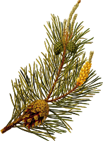Scots pine (detailed)