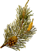 Scots pine (low resolution)