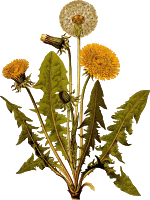 Common dandelion (detailed)