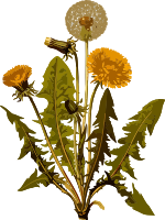 Common dandelion (low resolution)