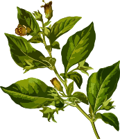 Deadly nightshade (low resolution)